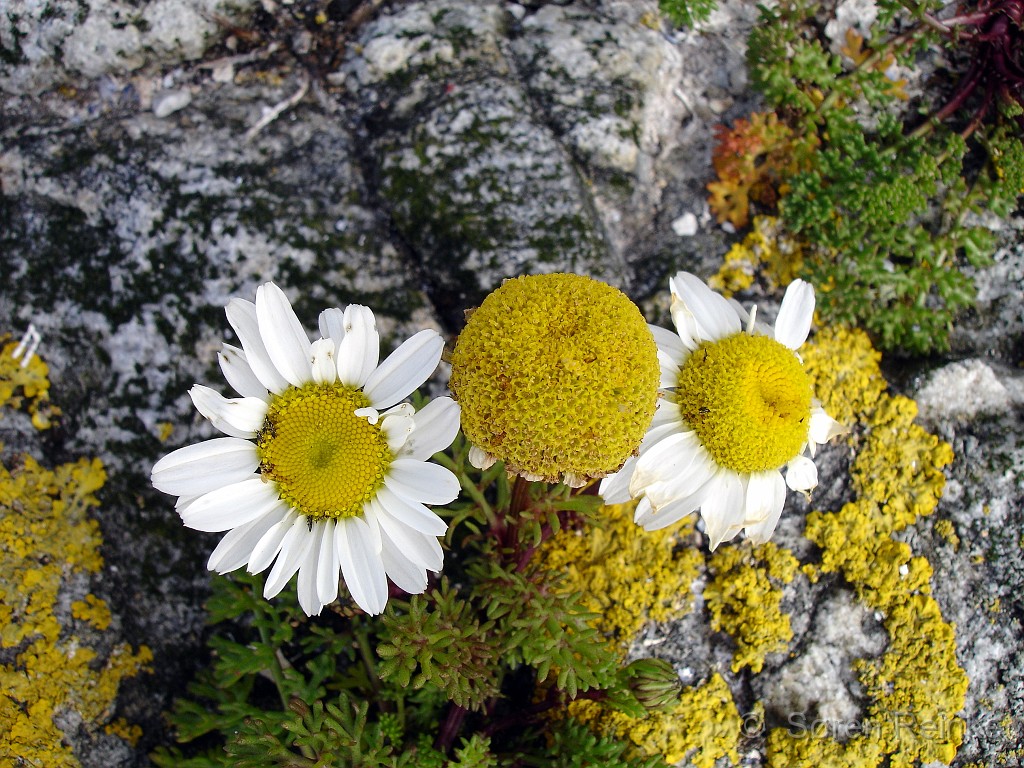 Hamborgsund 29juni til 1 juli 2007 (96).jpg